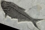 Green River Fossil Fish Mural With Two Huge Diplomystus #189306-2